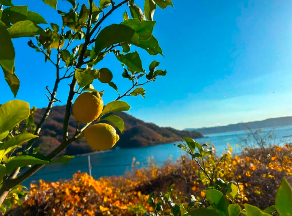 江田島産レモン