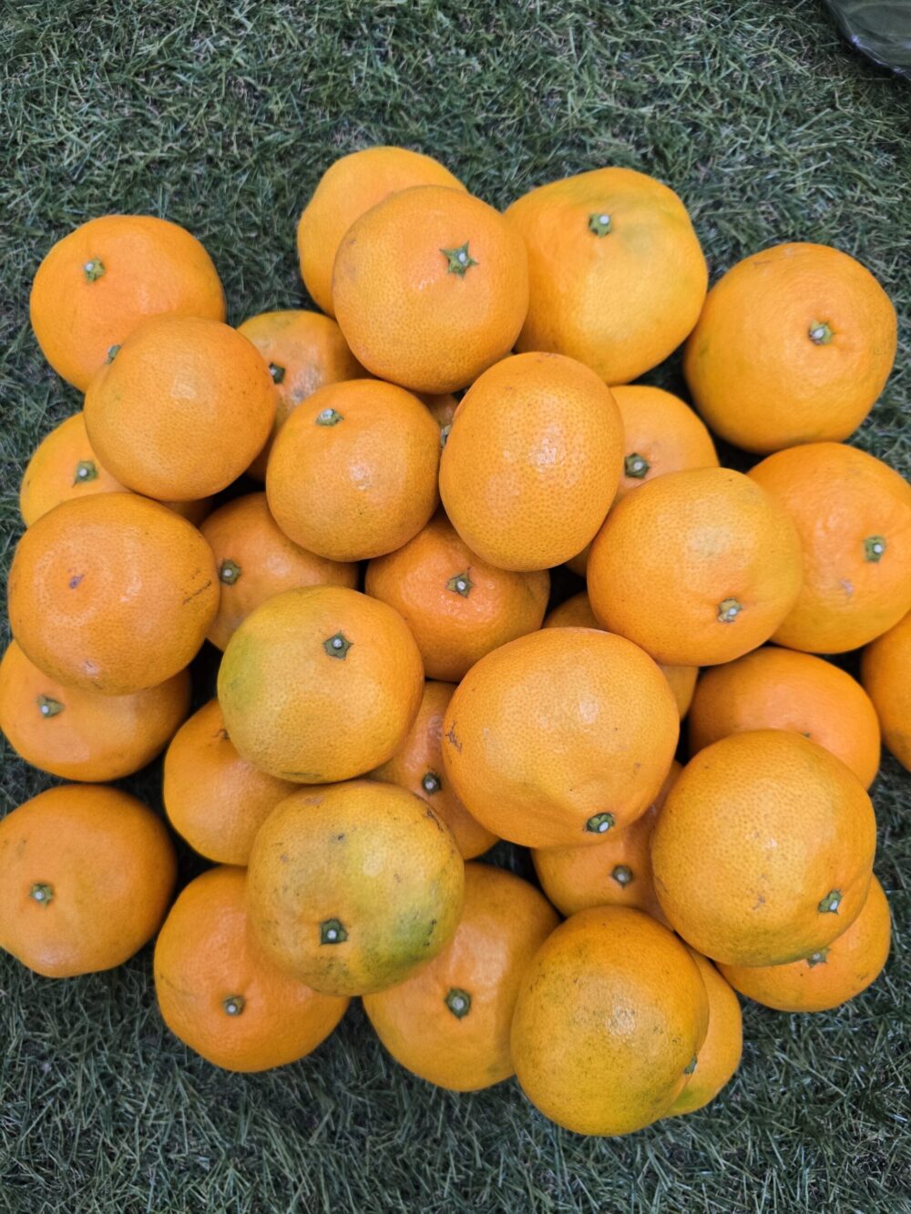 江田島産みかん